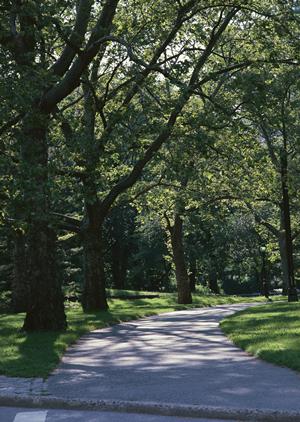 自毛植毛の費用を徹底解説！安全性や効果を理解するための完全ガイド